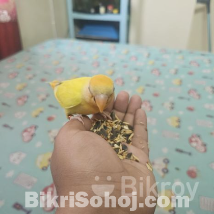 Lovebird tame baby selffeed full ..close ring